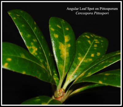Angular Leaf Spot on Pittosporum (Cercospora pittospori)