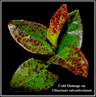 Cold Damage on Viburnum odoratissimum