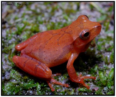 Spring Peeper (Pseudacris crucifer)