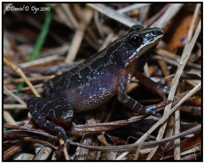 Southern Chorus Frog (Pseudacris nigrita)