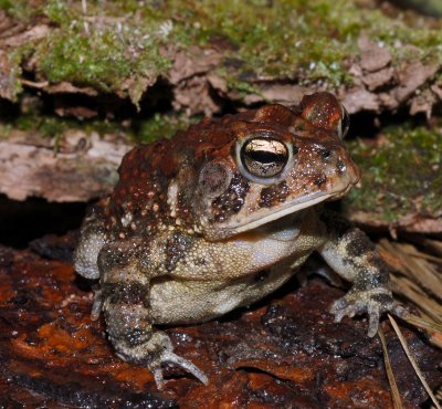 Southern Toad (Bufo terrestris)