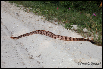 Canebrake Rattlesnake  (Crotalus horridus atricaudatus)