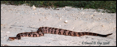 Canebrake Rattlesnake (Crotalus horridus atricaudatus)