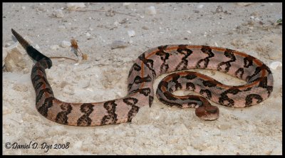 Canebrake Rattlesnake (Crotalus horridus atricaudatus)