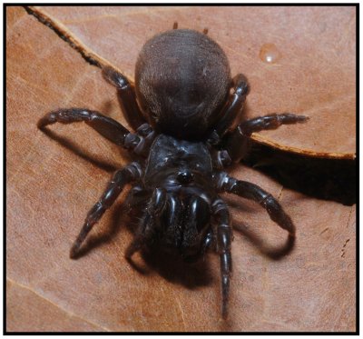 Purseweb Spider (Sphodros abboti) Female