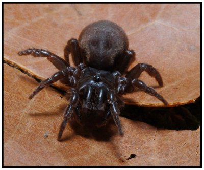Purseweb Spider (Sphodros abboti) Female