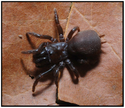 Purseweb Spider (Sphodros abboti) Female