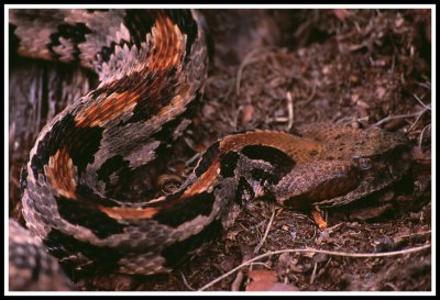 Canebrake Rattlesnake (Crotalus horridus atricaudatus)