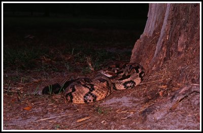 Canebrake Rattlesnake (Crotalus horridus atricaudatus)