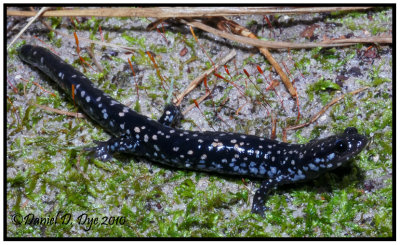 Slimy salamander (Plethodon grobmani)