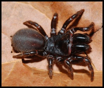 Purseweb Spider (Sphodros rufipes)