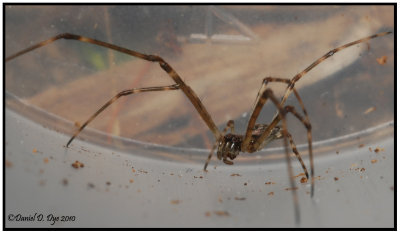 Longjawed Spider (Tetragnatha)