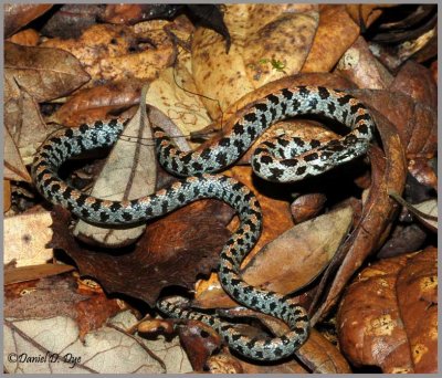 Short-tailed Snake (Lampropeltis extenuata) 