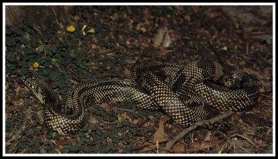 Apalachicola Kingsnake (Lampropeltis getula)