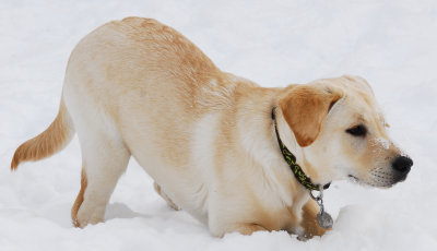 Dogs at play in the snow