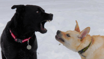 Dogs at play in the snow