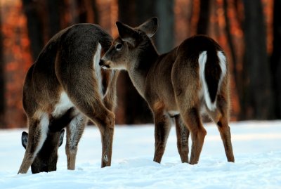 whitetail_deer