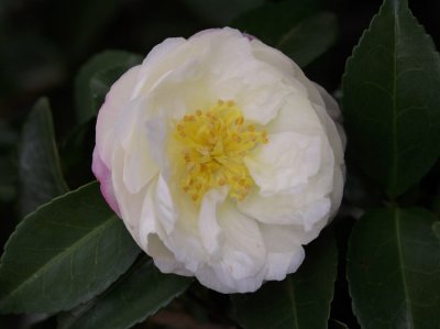 Camellia azakura