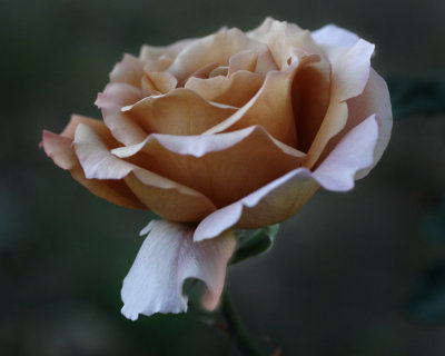 Another rose.