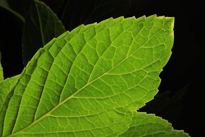 Hydrangea leaf, backlit with flash