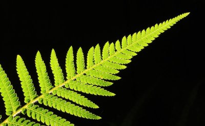 Fern leaf, backlit with flash