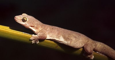 Gecko