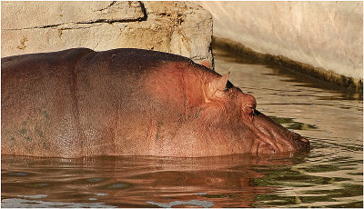 Hippopotamus