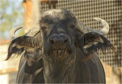 Water Buffalo