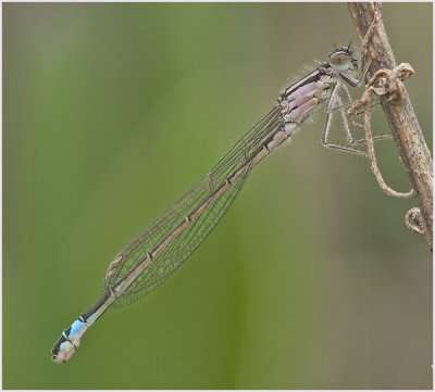 Iberian Bluetail  (female)
