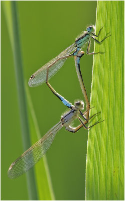 Iberian Bluetail pair mating