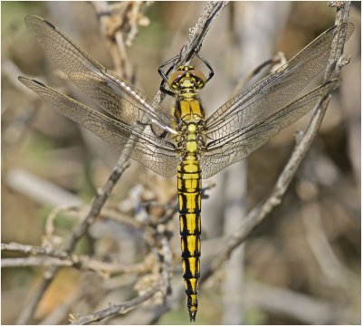 Black Tailed Skimmer  (immature male)