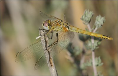 Red Veined Darter  (female)