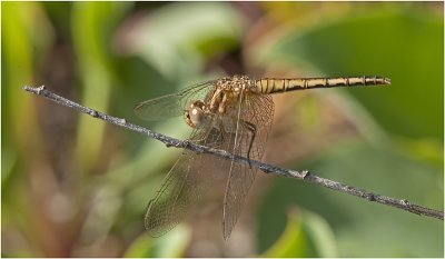 Black Percher (immature female)