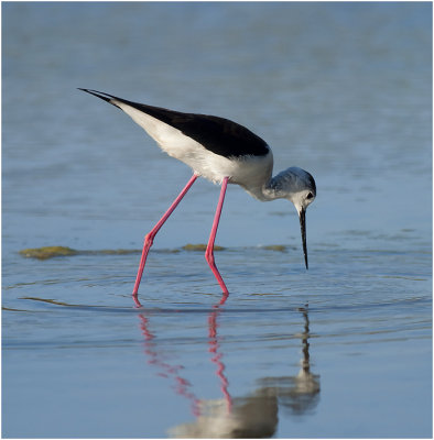 Black - winged Stilt