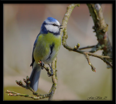 blue tit (blmes)