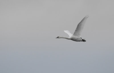 swan (knlsvan)