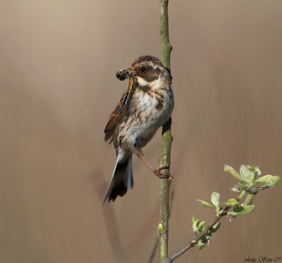 reed bunting  (with food) svsparv