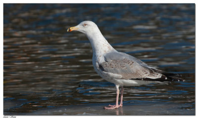 gull