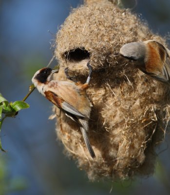 pungmes.the master when it comes to build a nest