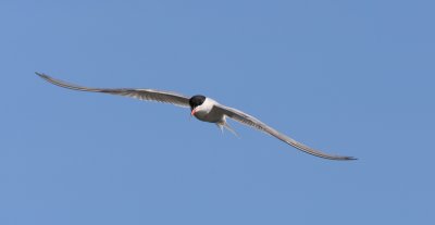 tern