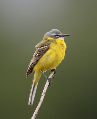 wagtails