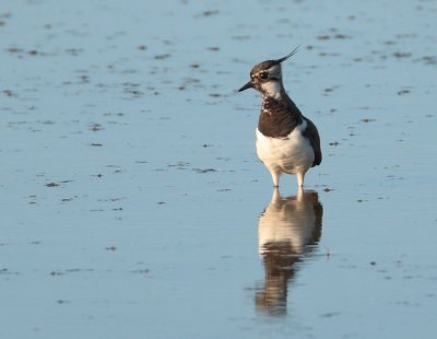 northen_lapwing