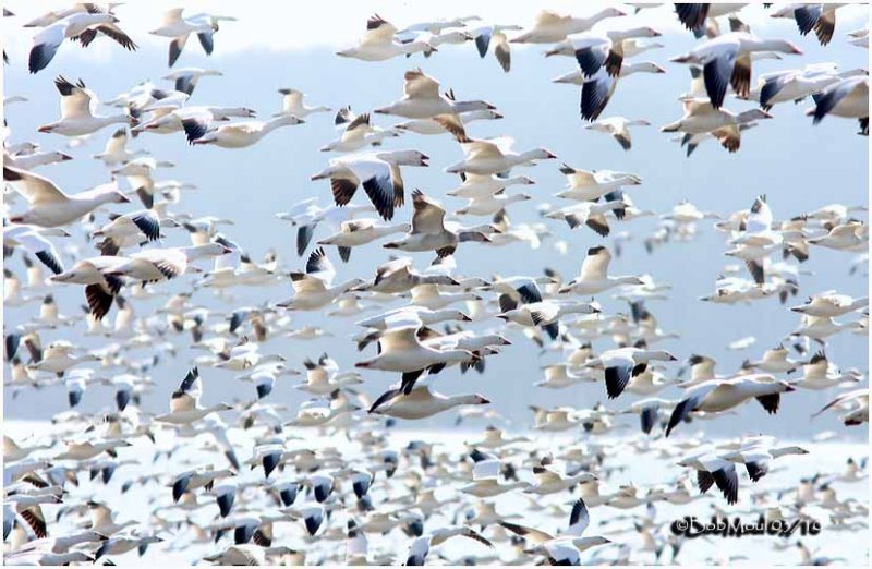 Snow Geese