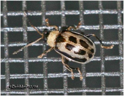 Bean Leaf Beetle