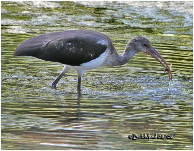 White Ibis