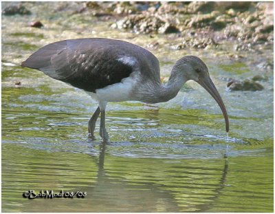 White Ibis