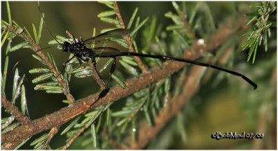 Pelecinid Wasp-Female