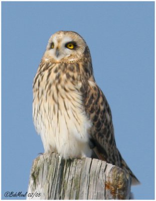 Short-eared Owl