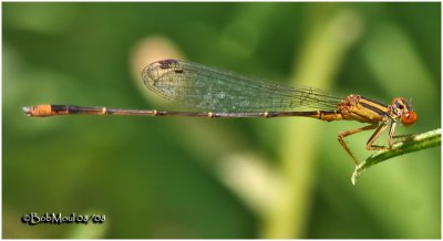 Orange Bluet-Male
