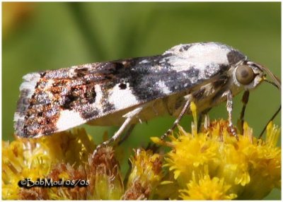 Exposed Bird Dropping MothAcontia aprica #9136 